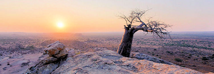 Zonsondergang met baobab boom in Tuli Block Botswana