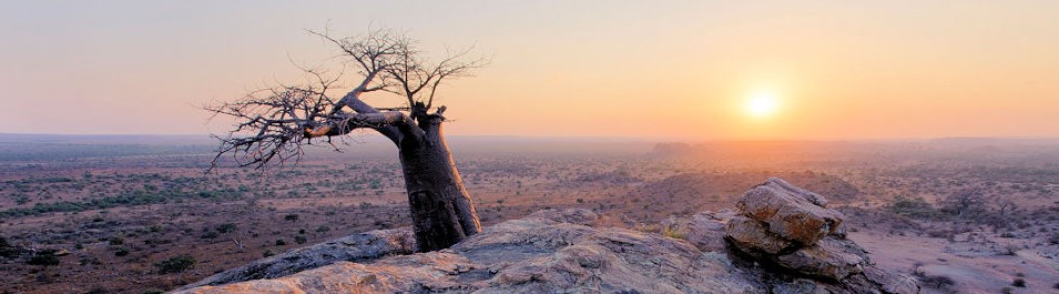 Zonsondergang met baobab boom in Tuli Block in Botswana 1