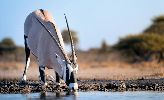 Drinkende gemsbok in Etosha National Park tijdens fly in Namibie