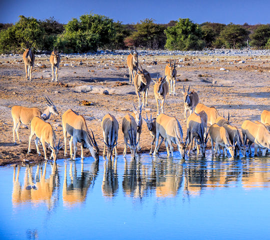 Elanden in Etosha National Park in Namibië safari