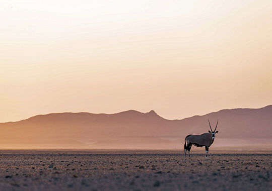 Gemsbok in de woestijn van namibie fly in