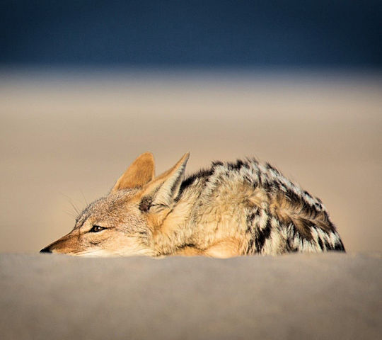 Jakhals bij Walvisbaai in Namibië