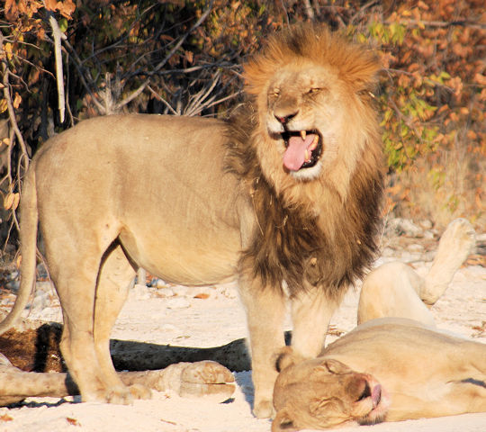 Leeuwen in het Etosha National Park in Namibië