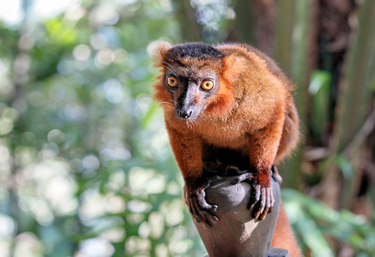 Lemur in het Palmarium reservaat bij het Canal des Pangalanes