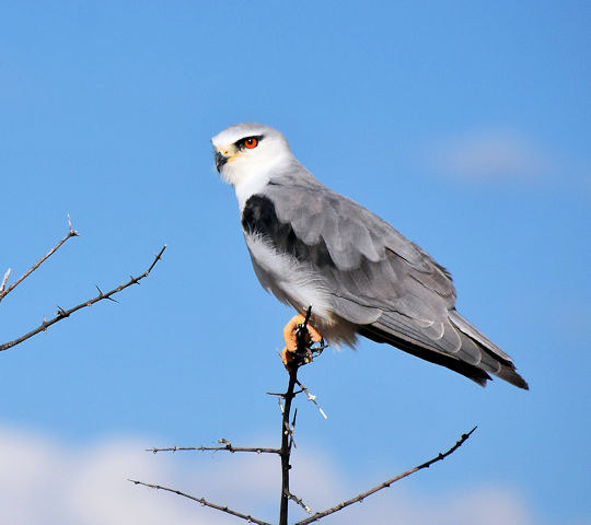 Roofvogel in het Etosha National Park in Namibië