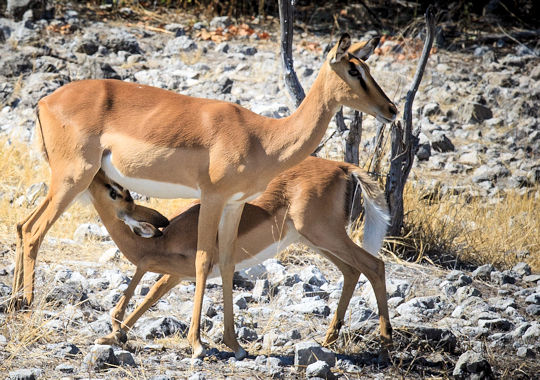 Safari in het Etosha national park in Namibië