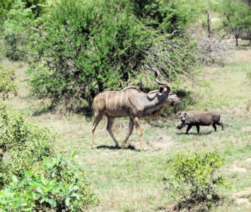 Wild tijdens safari in het Kruger park in Zuid Afrika