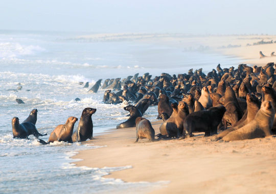 kolonie zeehonden aan de kust van namibië