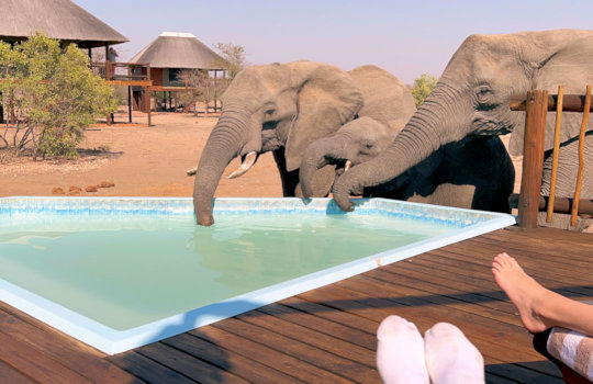 Olifanten drinken uit zwembad bij safari lodge in Zuid Afrika