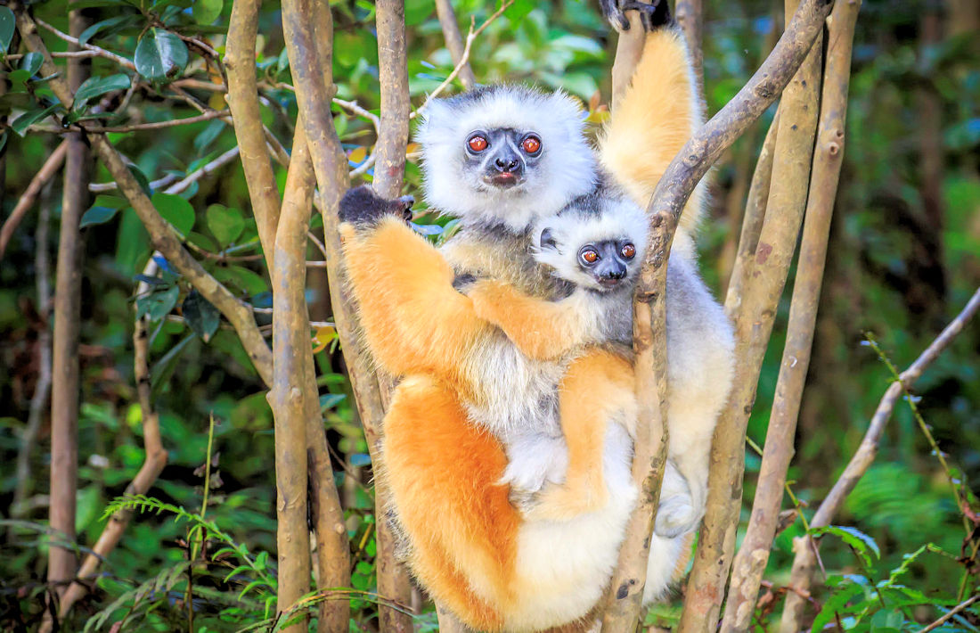 Lemur met baby in september op Madagaskar