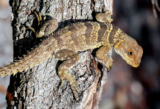 Reptiel op boom op Madagaskar