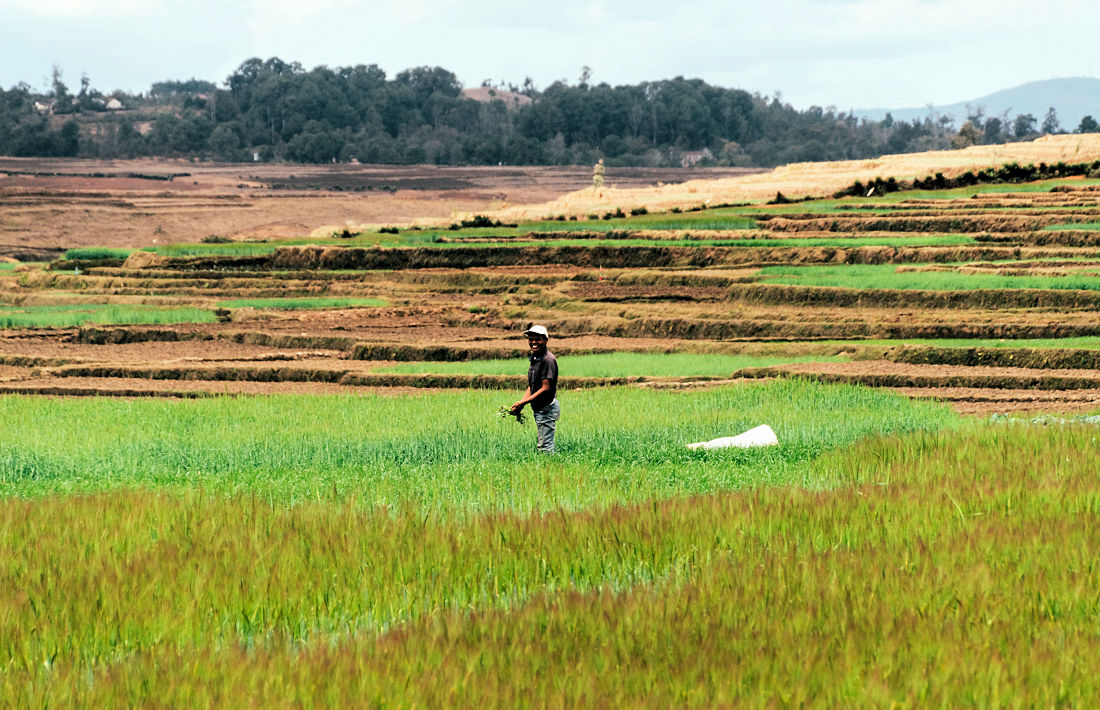 Rijstvelden op Madagaskar beste reistijd