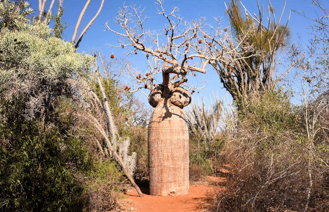 Stekelige bossen in zuiden van Madagaskar