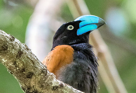 Vogel met blauwe snavel op Madagaskar