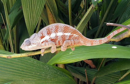 Kameleon tijdens rondreis door Madagaskar