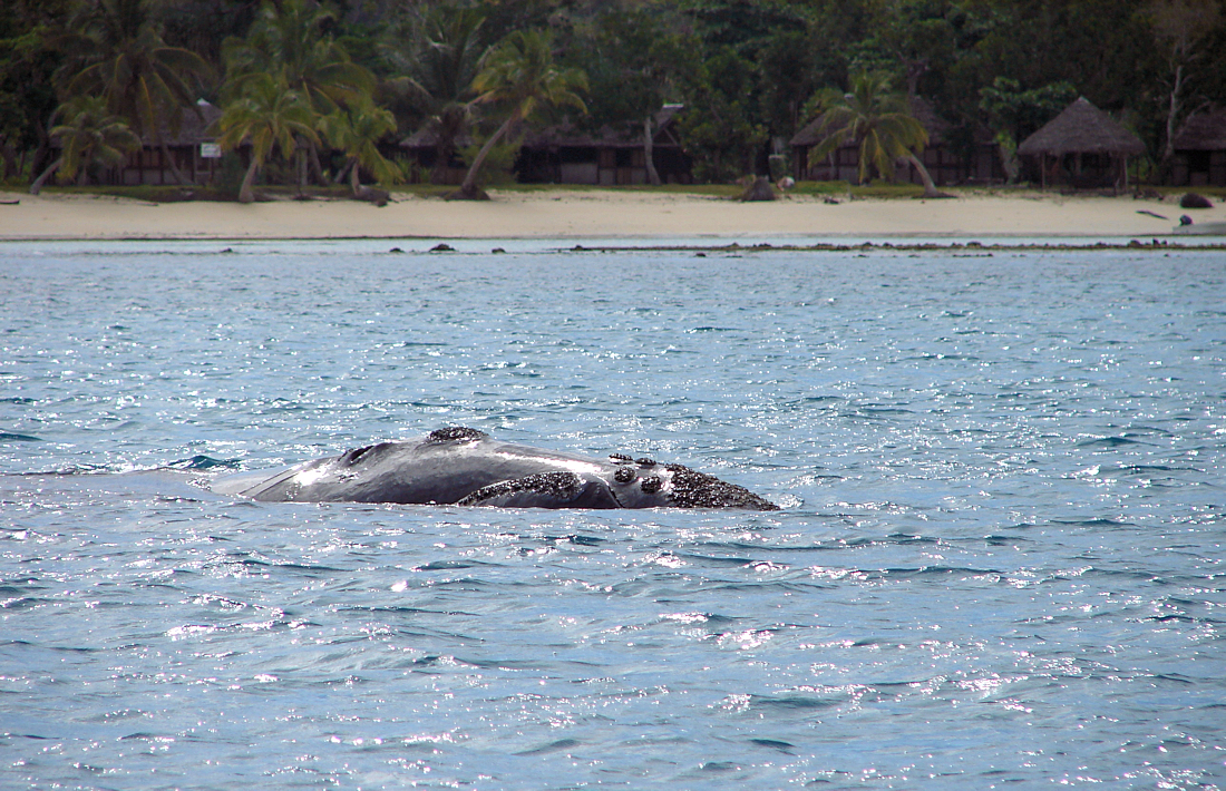 Walvis voor de kust van Île St Marie