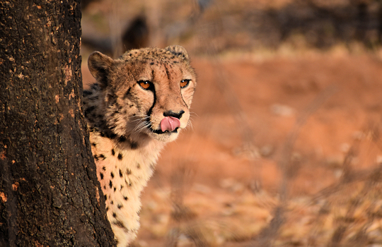 cheeta tijdens huwelijksreis met safari Zuid Afrika