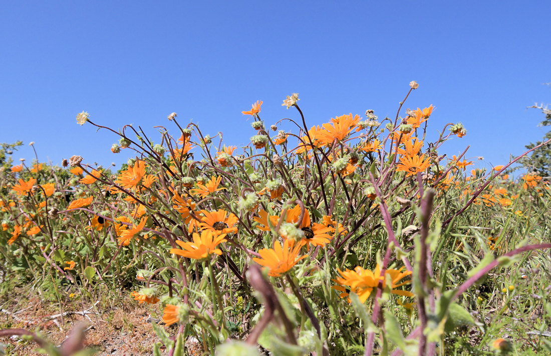 Bloeiende veldbloemen in de Westkaap in Zuid Afrika