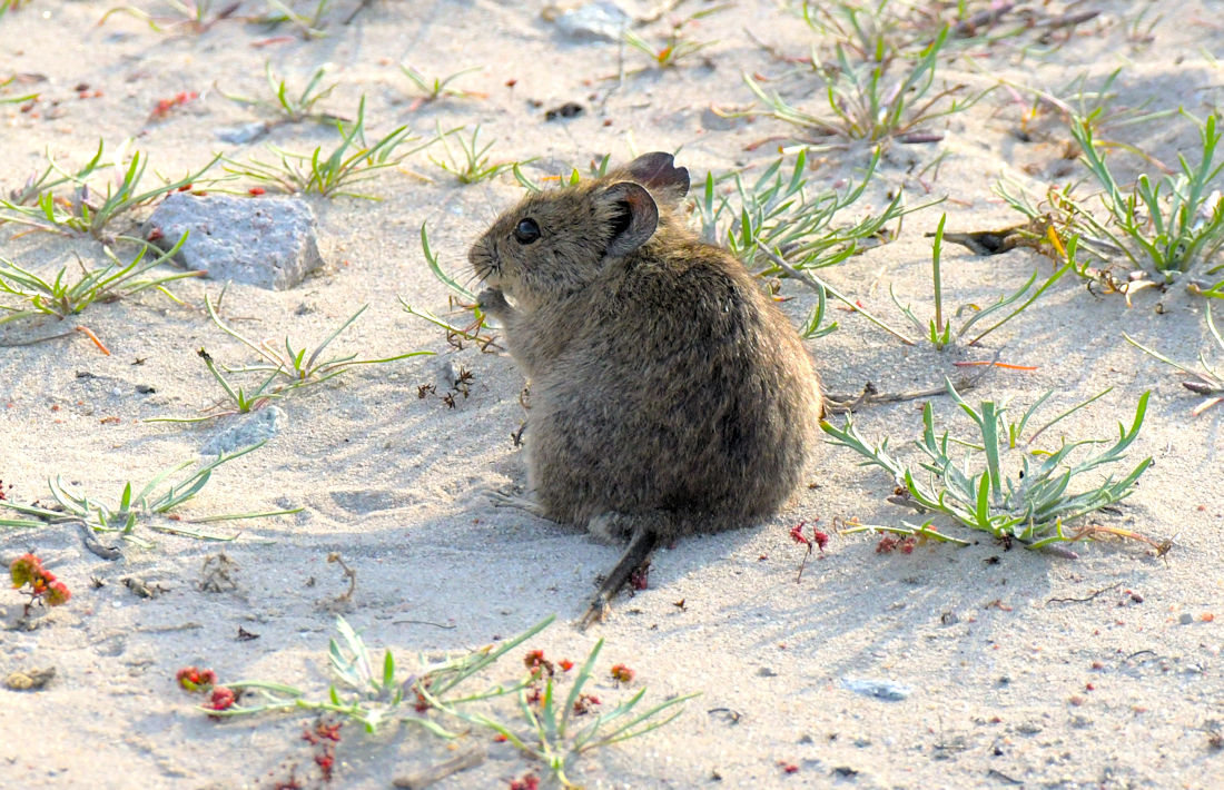 Dassie rat in de duinen bij Paternoster