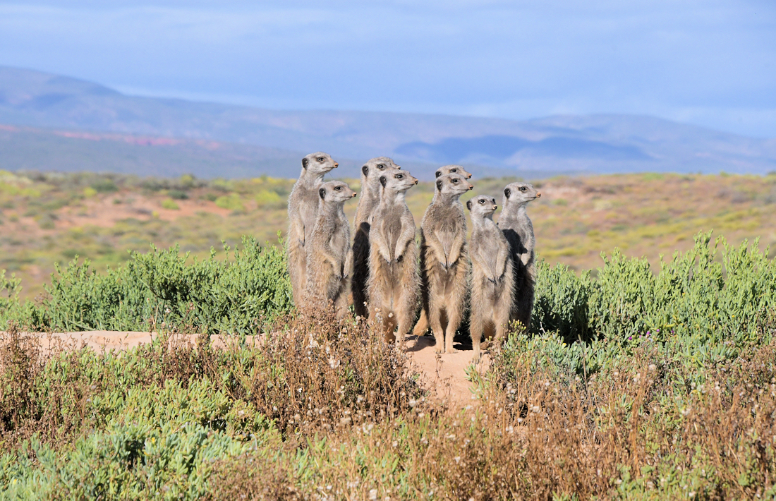 Excursie naar stokstaartjes bij Oudtshoorn in de Kleine Karoo