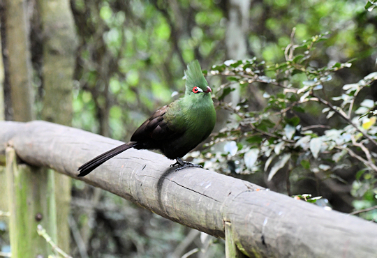 Knysna Loeri bij Birds of Eden in Zuid Afrika