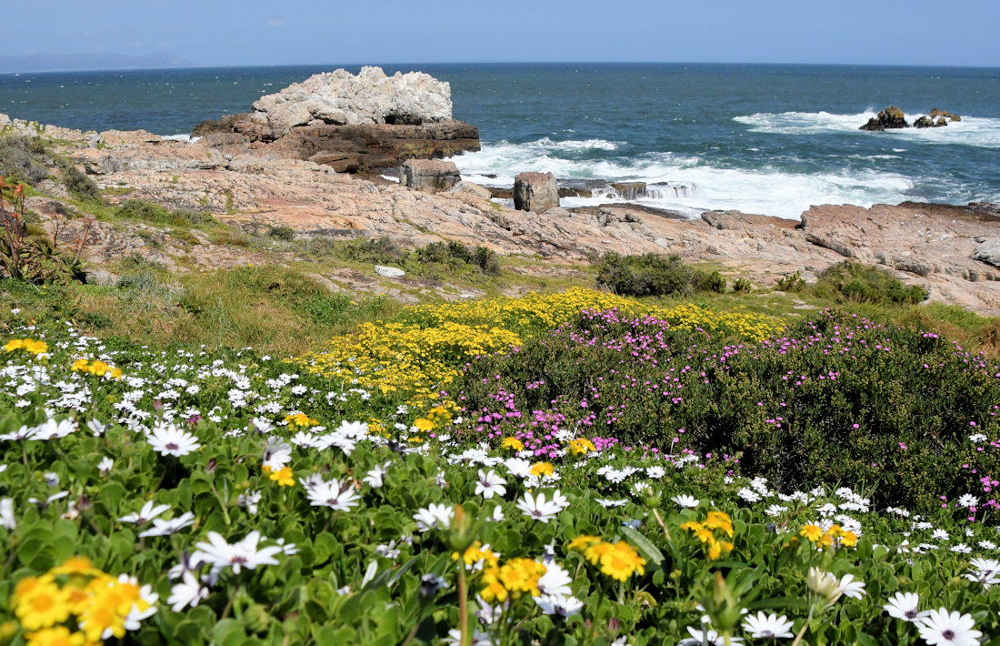 Kust bij Hermanus in Zuid Afrika