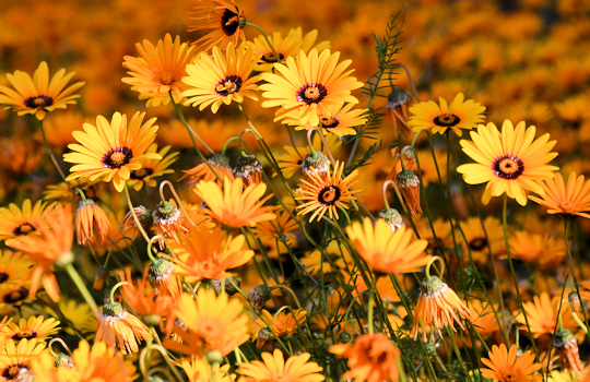 Veldbloemen aan de westkust van Zuid Afrika