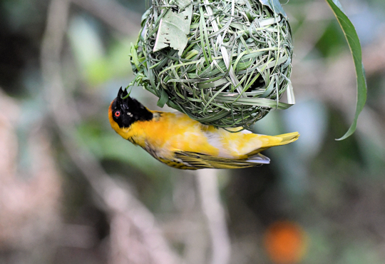 Wevervogel met nest bij Birds of Eden tijdens rondreis door Zuid Afrika